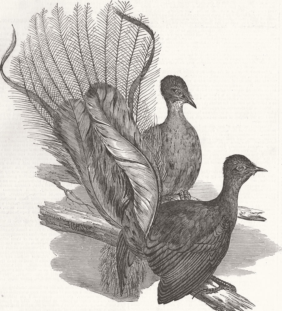 SWITZERLAND. Carts. Close fit, Rd, Zermatt, St Nicolas 1874 old antique print